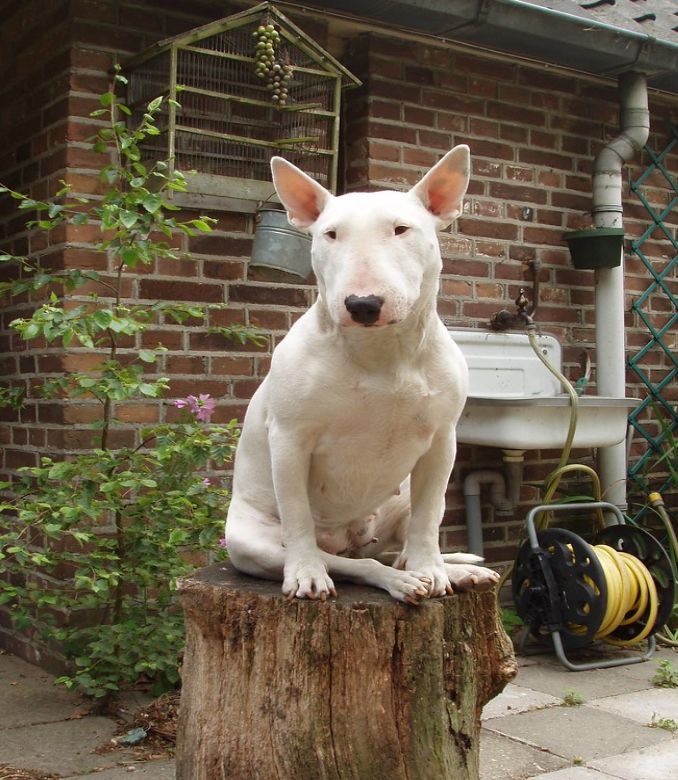 Bull terrier