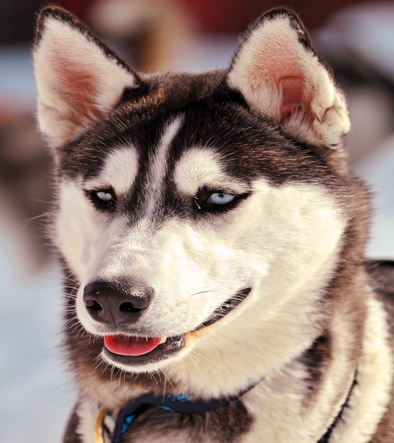 Husky siberiano