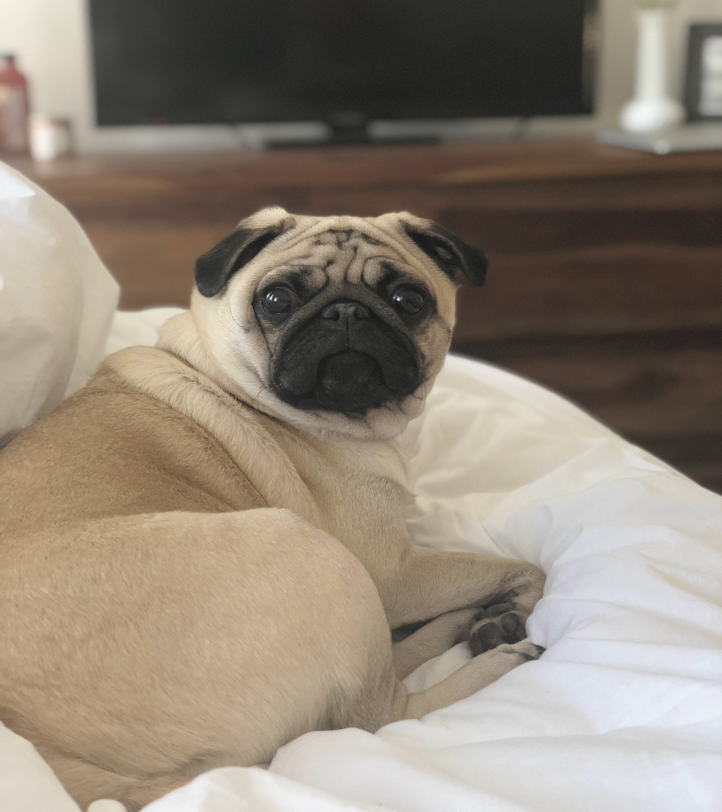 Pug/Carlino