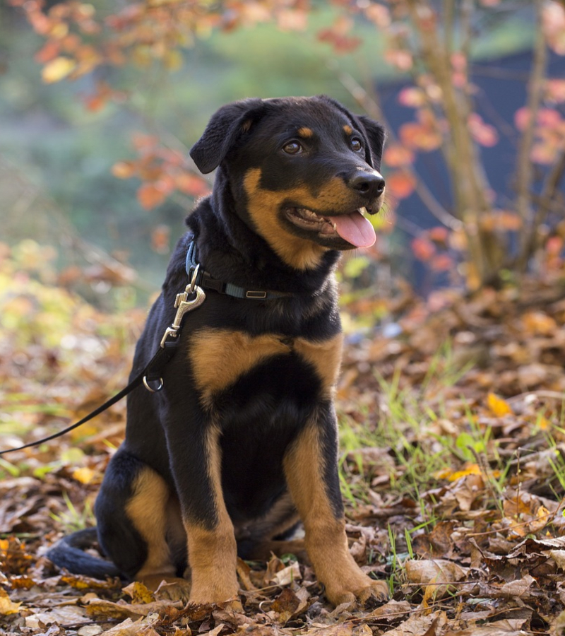 Rottweiler