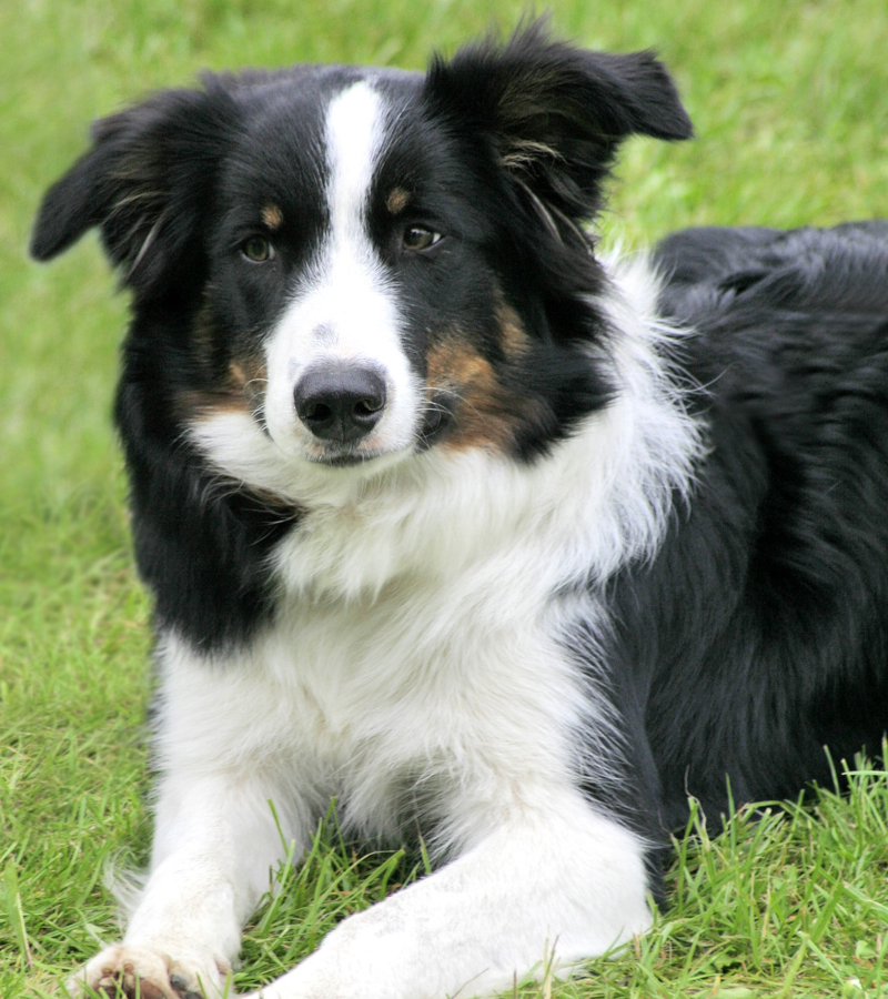 Border collie