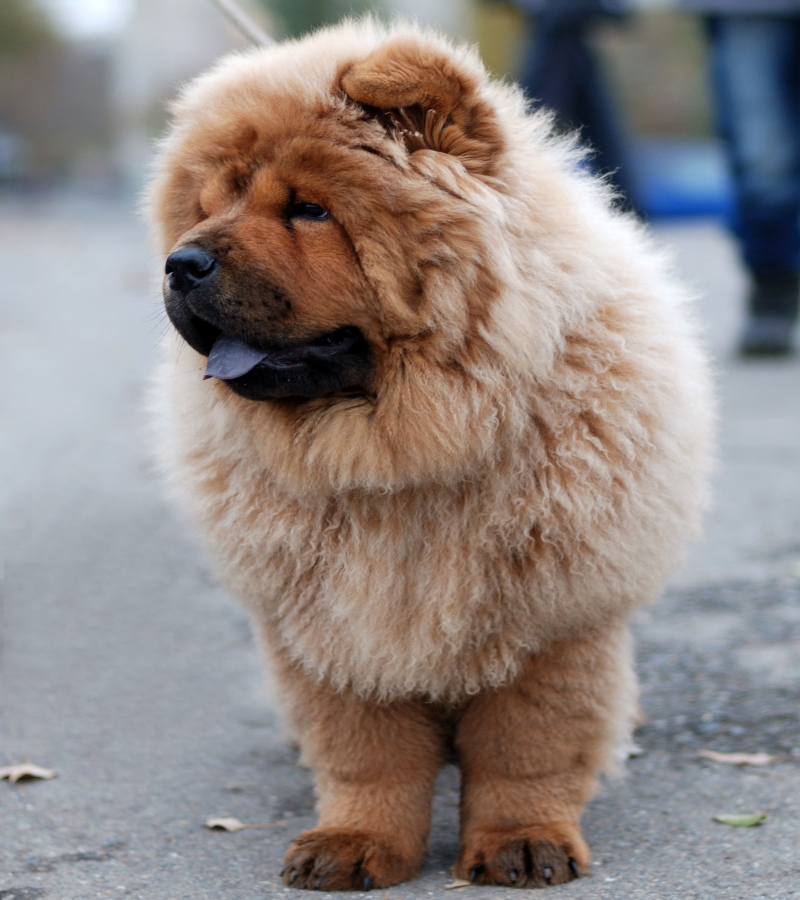 Chow chow