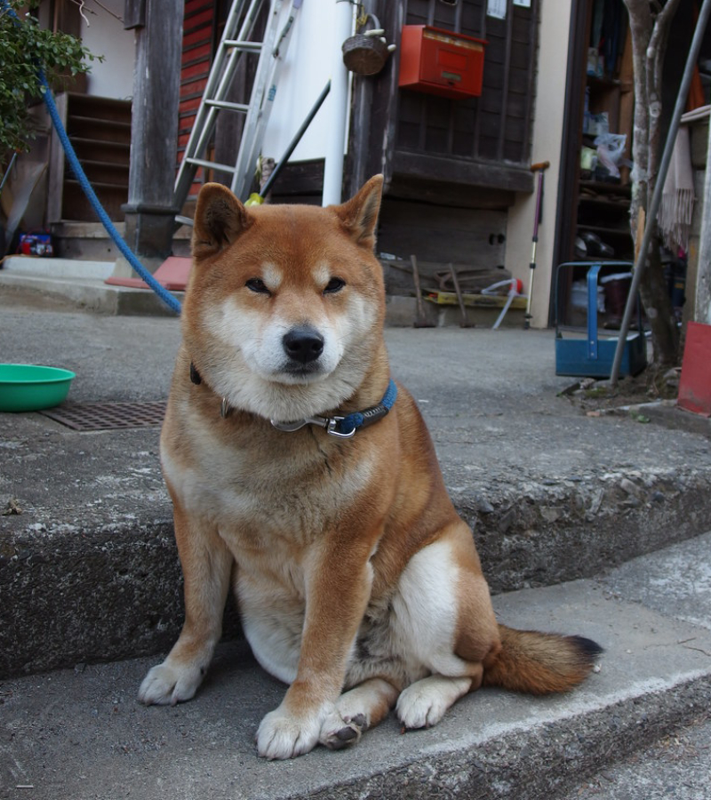 Shiba Inu