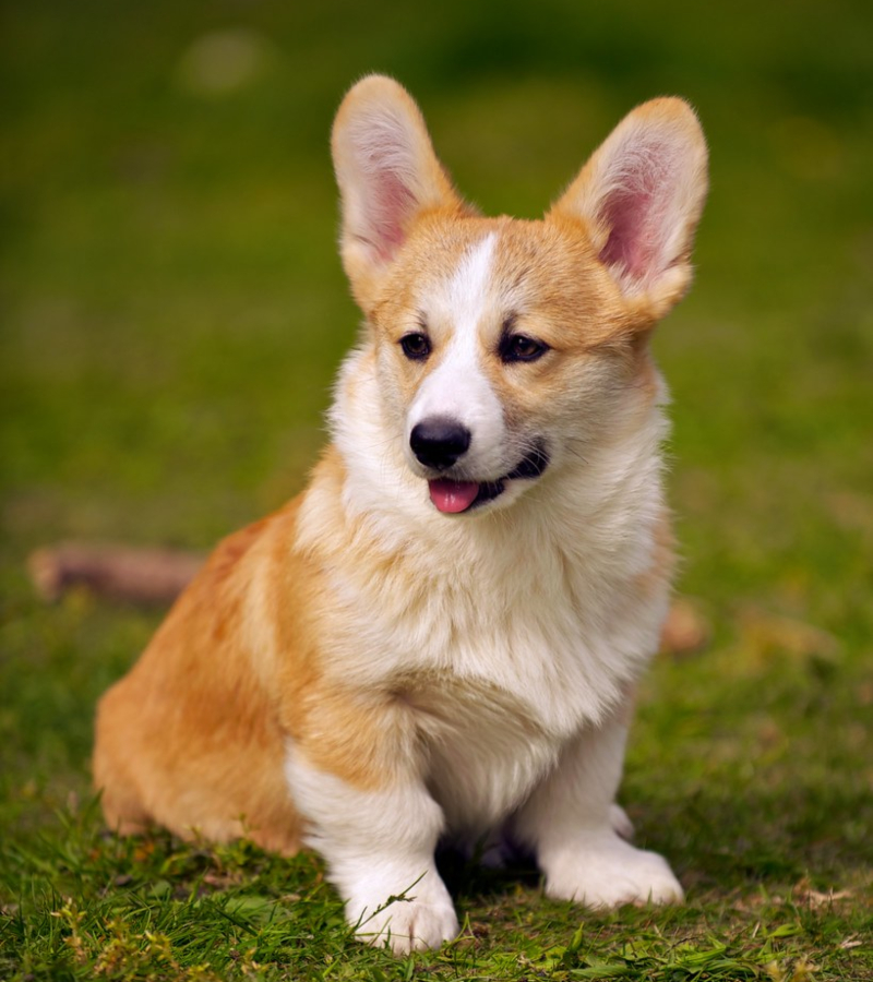 Corgi galés de Pembroke