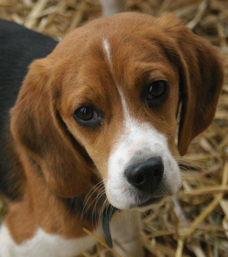 Beagle