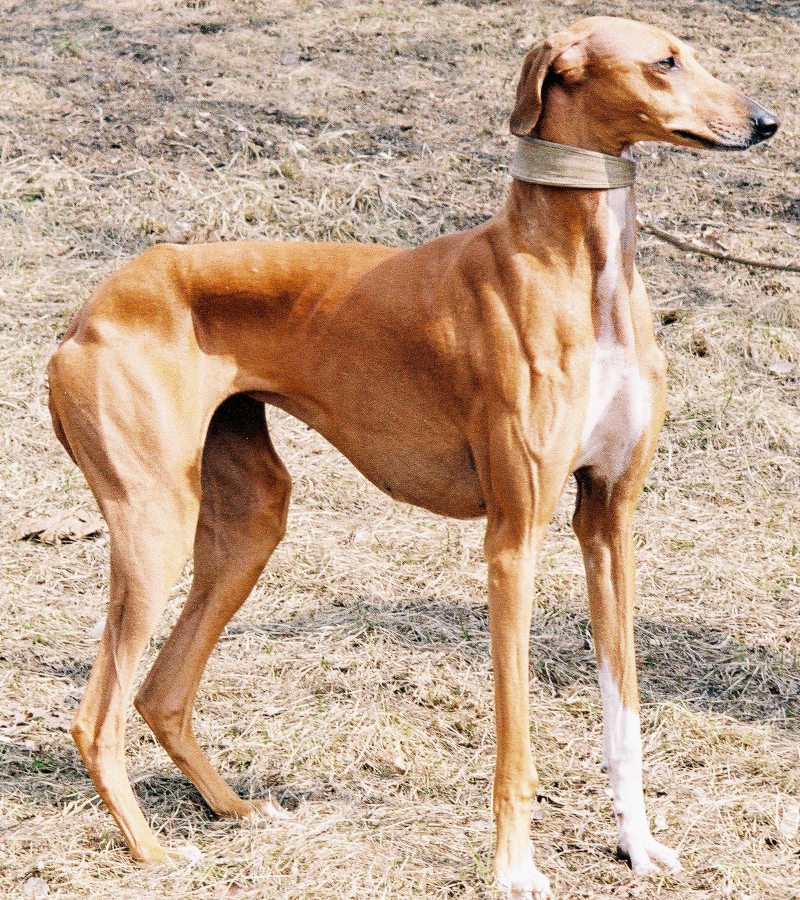 Galgo