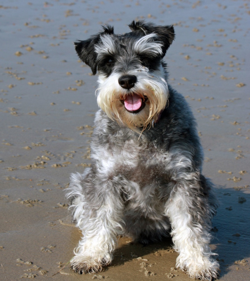 Schnauzer