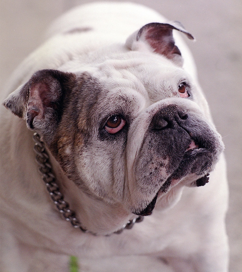 Bulldog